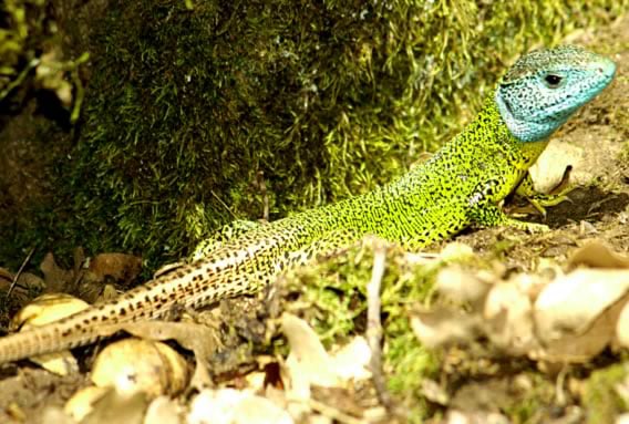 Reptiles y anfibios: lagarto