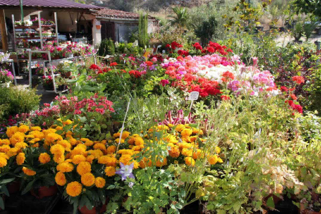 Floristería, decoración floral, Piedralaves Valle del Tiétar Gredos