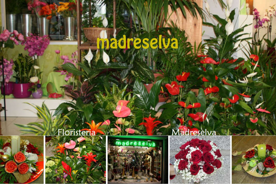 Floristería, decoración floral, Sotillo de la Adrada Valle del Tiétar Gredos