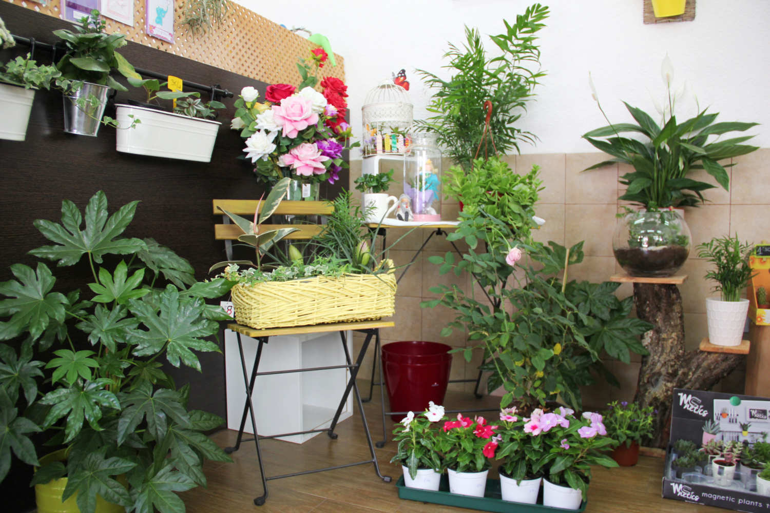 Flores y plantas para decoración y regalo